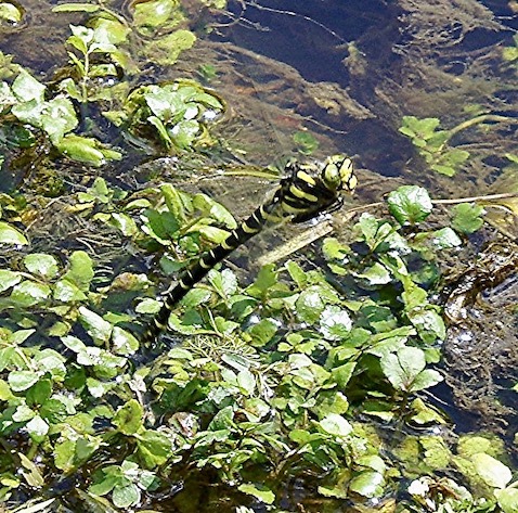 golden-ringed dragonfly